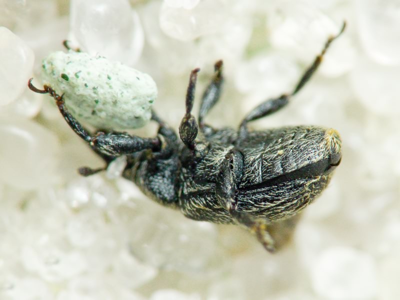 Rhinusa tetra (Fabricius, 1792)